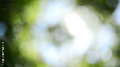 Out of focus green deciduous treetop with sunlight beaming, low angle abstract view of defocused tree leaves bokeh photo