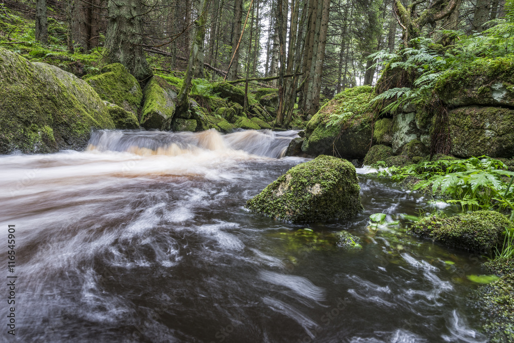 Obraz premium river in a forest,Sumava - national park, Czech republic, Europe