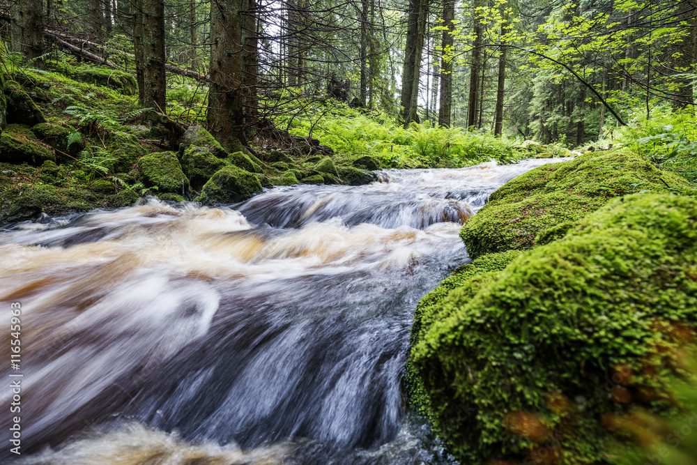 Obraz premium river in a forest,Sumava - national park, Czech republic, Europe
