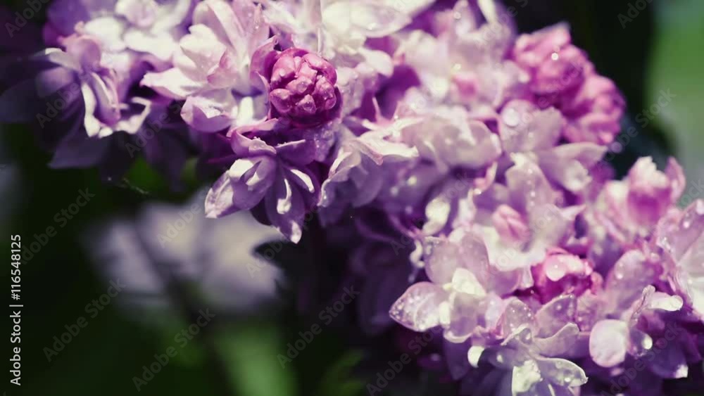Lilac purple flowers tree with water drops close up, natural seasonal spring floral macro background with copy space Lilac purple flowers tree with water drops close up, natural seasonal spring floral macro background with copy space