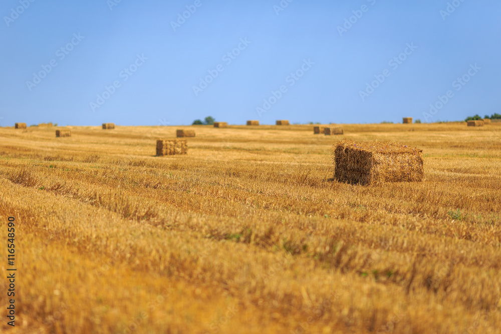 Hay bales on the field 