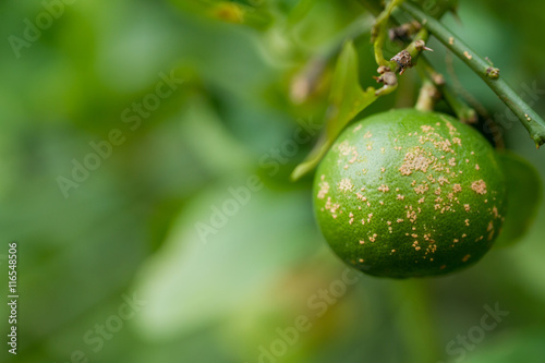 Plant diseases, Citrus canker