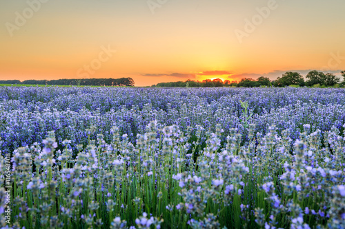 Lavender field at sunset time