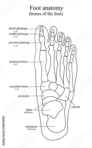 Anatomical drawing of the foot