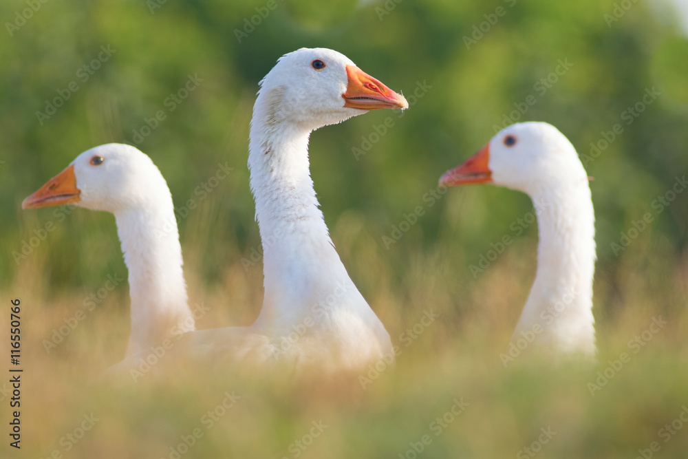 Portrait of white domestic geese Portrait of white domestic geese