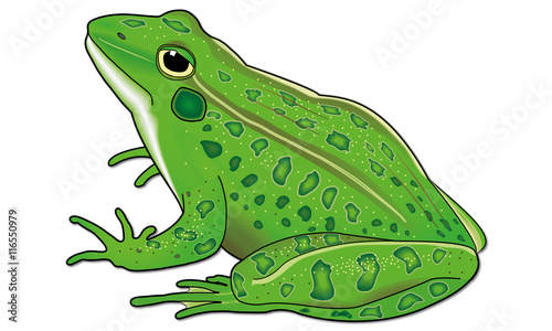 Grenouille verte.