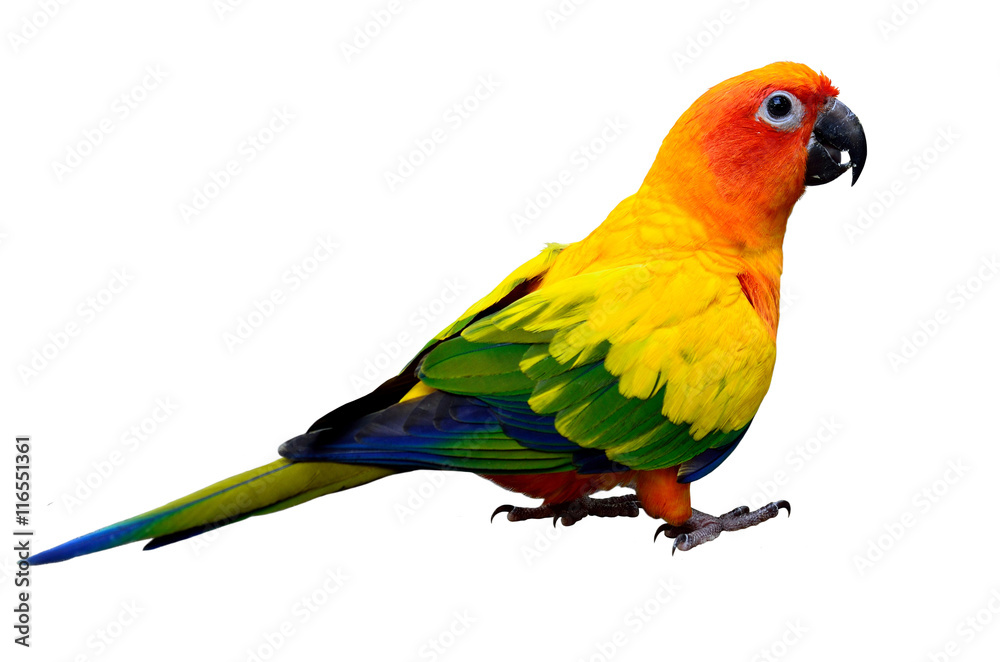 Sun parakeet or sun conure (Aratinga solstitialis) the lovely ye