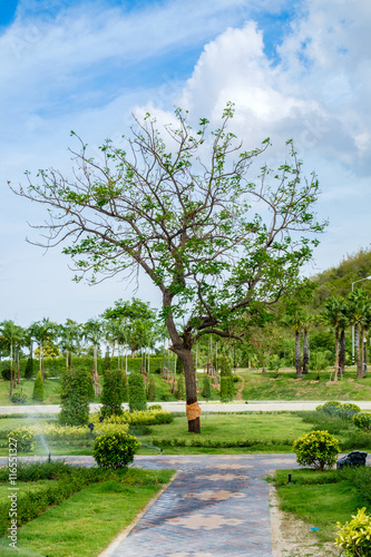 Tree in national park