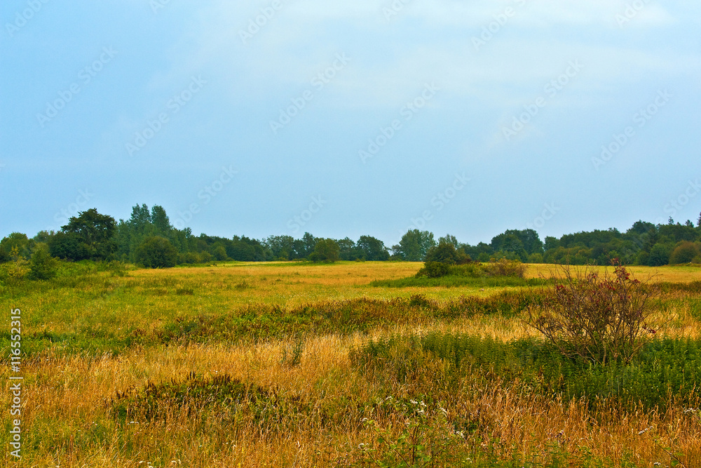 Rural summer landscape. Typical european, field, pasture.