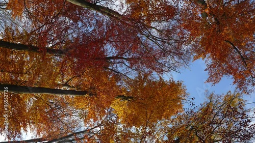 Seasonal autumn, fall forest with golden beech trees and falling leaves. Slow motion, close-up HD realistic 3D animation.