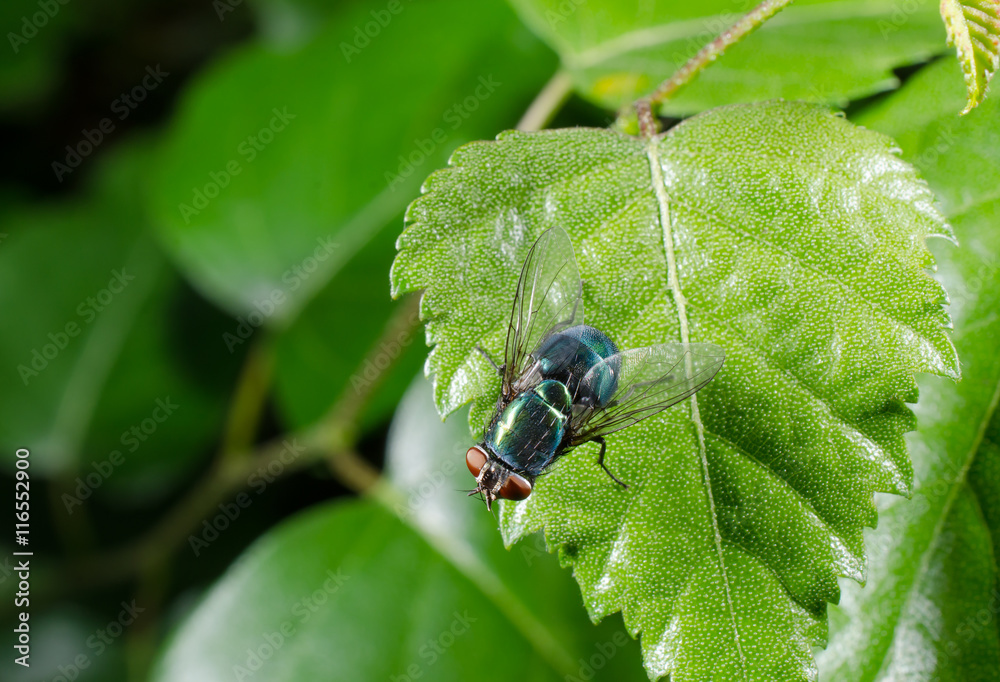 schicker Brummer (Goldfliege/Schmeissfliege) schicker Brummer (Goldfliege/Schmeissfliege)
