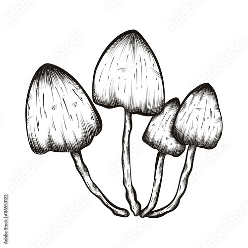 vector hand drawn illustrations of mushrooms set