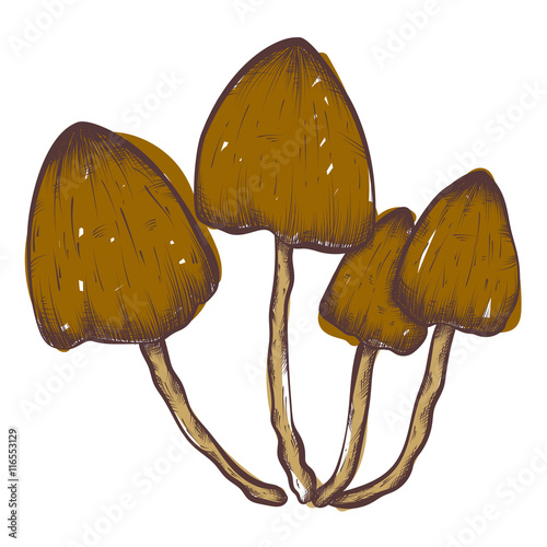 vector hand drawn illustrations of mushrooms set