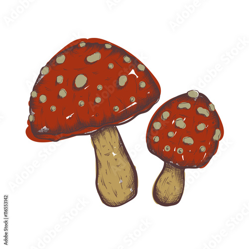 vector hand drawn illustrations of mushrooms set
