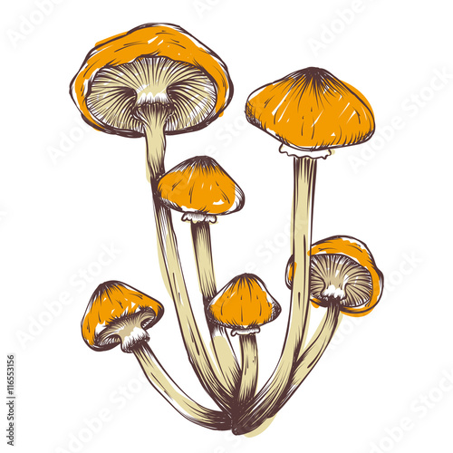 vector hand drawn illustrations of mushrooms set