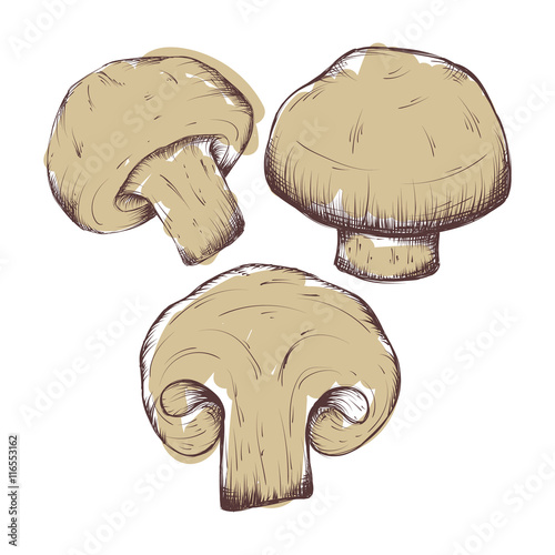 vector hand drawn illustrations of mushrooms set