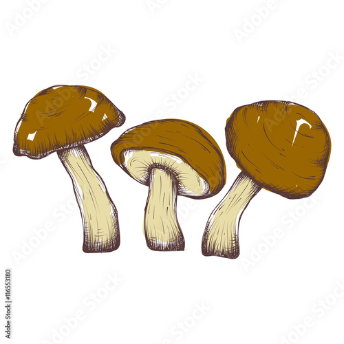 vector hand drawn illustrations of mushrooms set