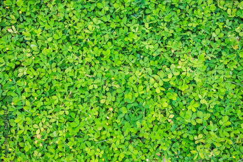 Green beanstalk leaves background