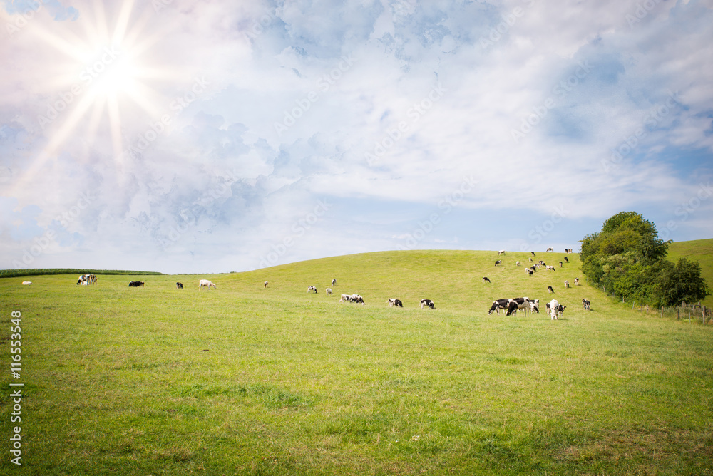 Grüne Weide mit Kühen