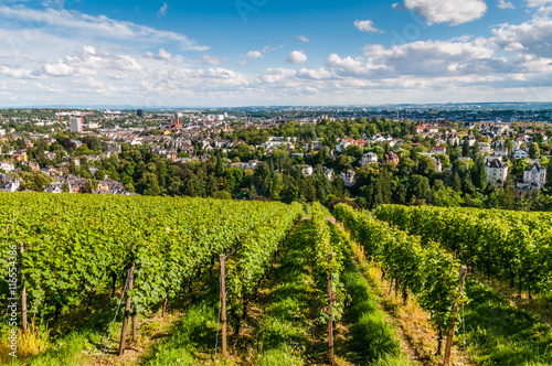 Weinberg am Neroberg mit Blick auf Wiesbaden; Deutschland
