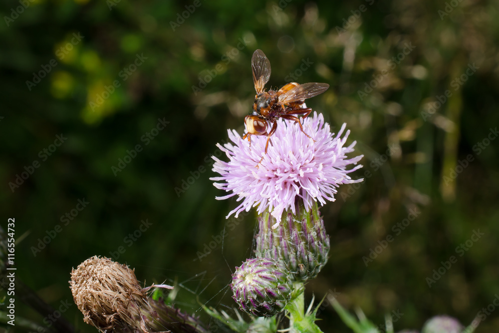 gemeine Breitstirnblasenkopffliege auf Distelblüte gemeine Breitstirnblasenkopffliege auf Distelblüte