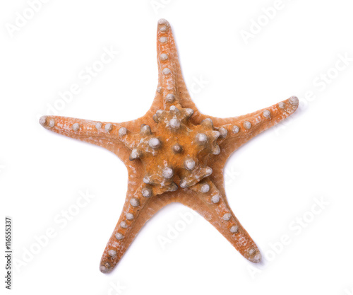Decorative starfish isolated on a white background