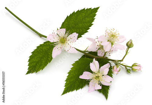 Blossom blackberry on white