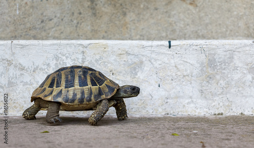 Tortoise on Concrete