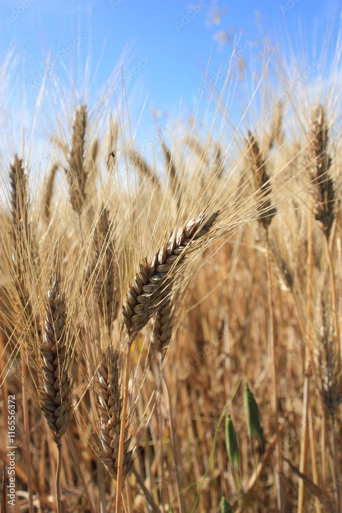 Fototapeta premium spighe di frumento