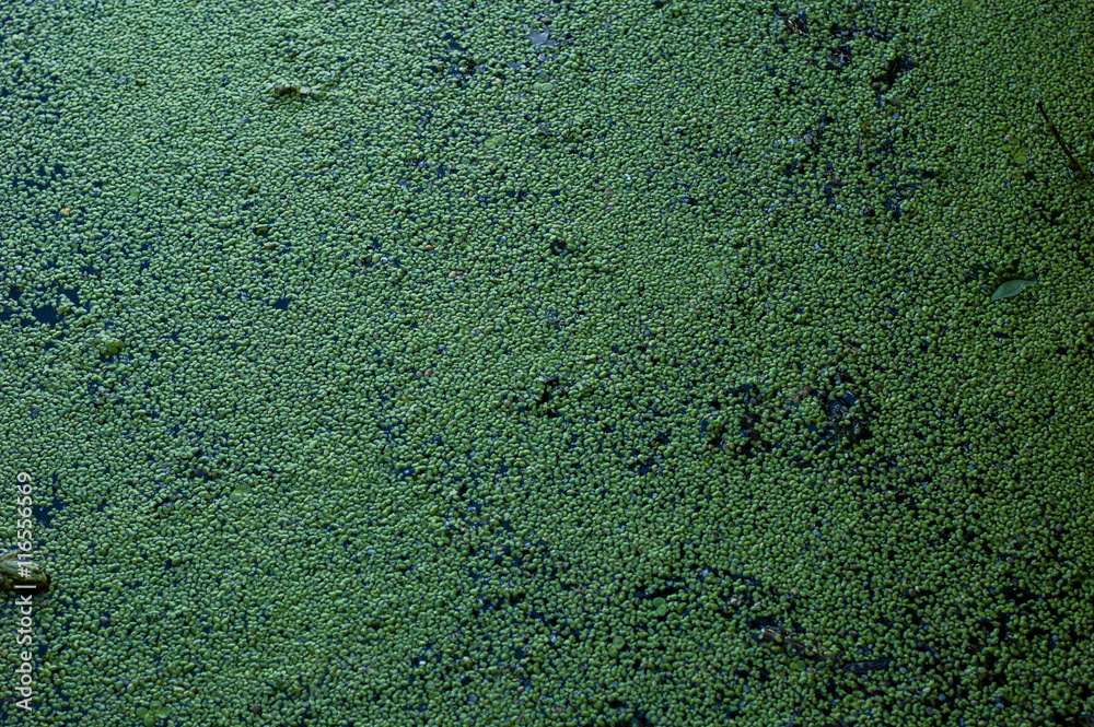 Obraz premium Background of duckweed