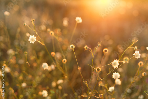 Meadow. Wild plants at sunset
