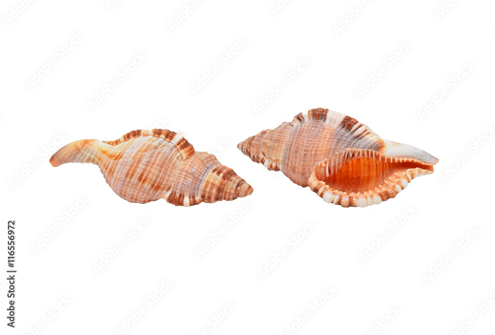 Cockleshell of the Black Sea Rapana venosa (thomassiana) Cockleshell of the Black Sea Rapana venosa (thomassiana)