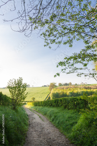 Country road in the countryside on a beautiful spring day. Fresh green colors, blue sky. photo