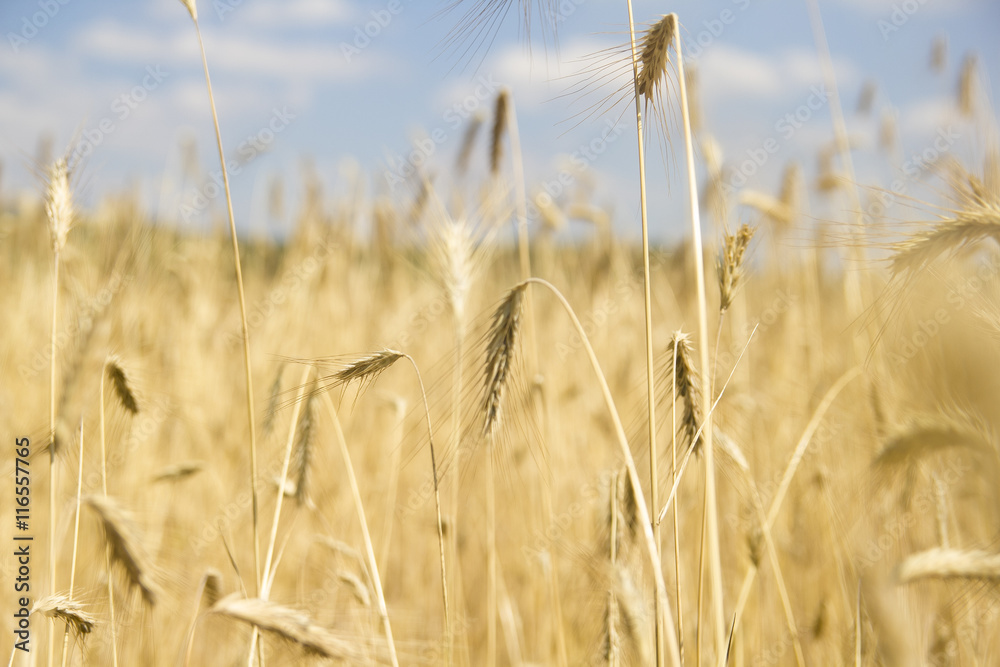 Fototapeta premium golden wheat field and sunny day