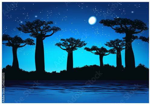 Baobab trees At night