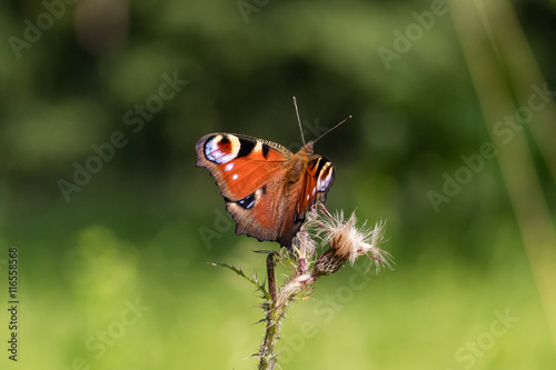 schmetterling photo