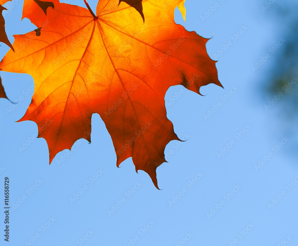 Fototapeta premium autumn