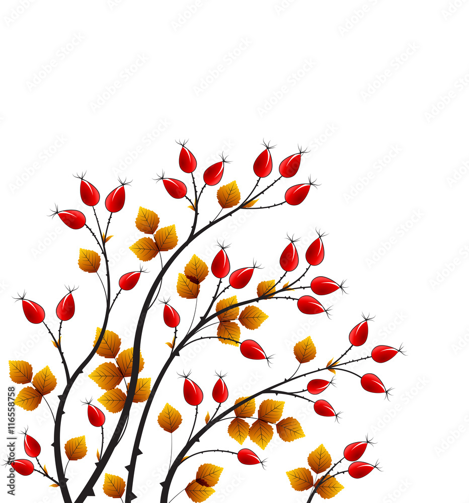 Vector rose hip Vector rose hip