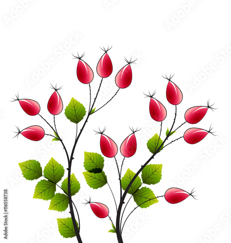 Vector rose hip