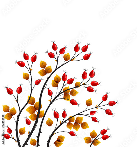 Vector rose hip