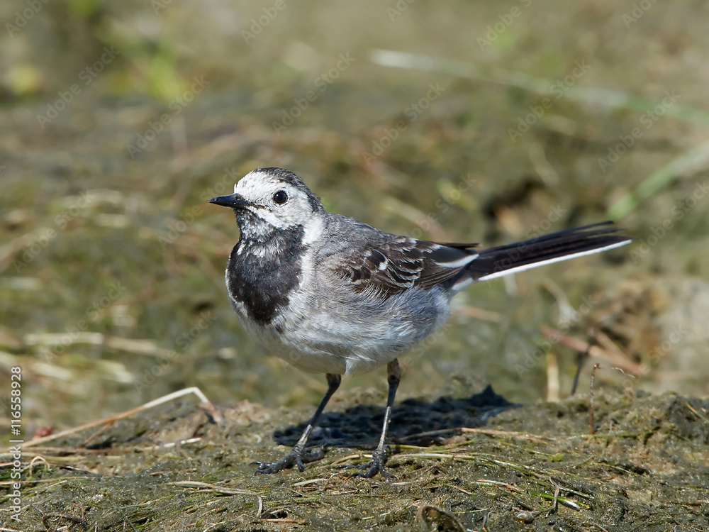 Fototapeta premium White wagtail (Motacilla alba)