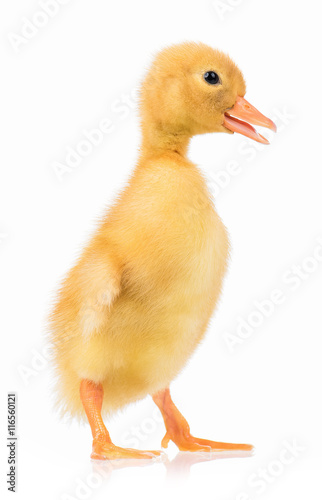 Cute domestic duckling isolated on white background
