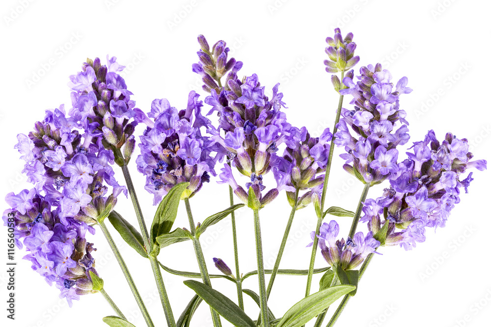 Violet lavendula flowers on white background, close up Violet lavendula flowers on white background, close up