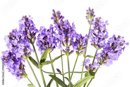 Violet lavendula flowers on white background, close up