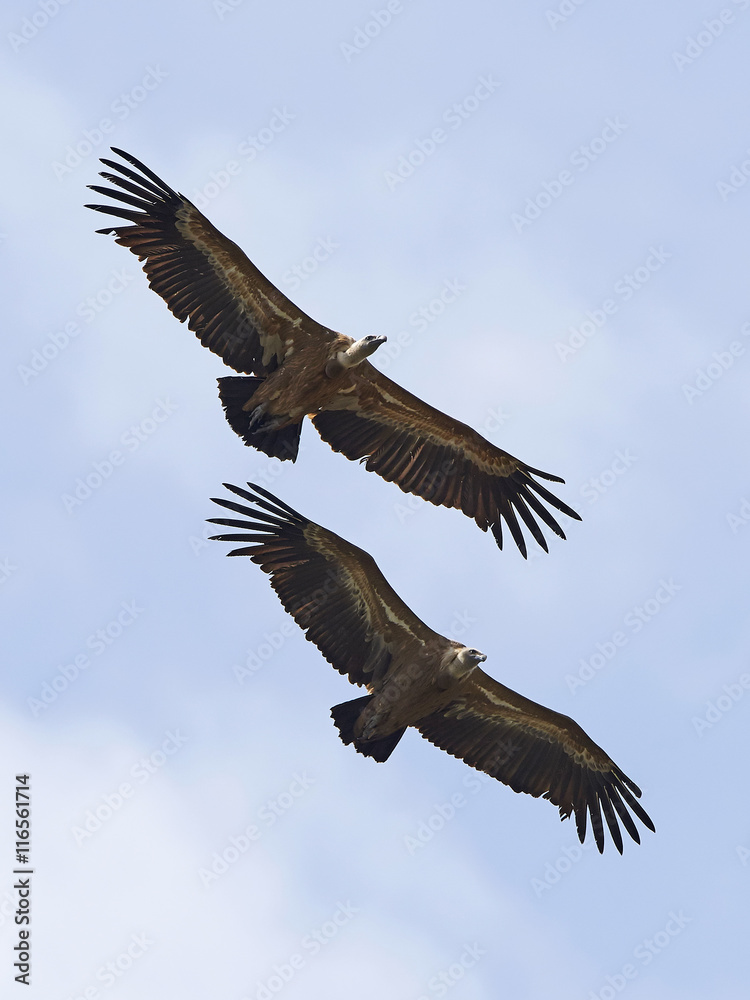 Griffon vulture (Gyps fulvus) Griffon vulture (Gyps fulvus)
