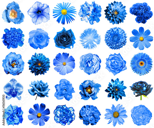 Collage of natural and surreal blue flowers 30 in 1: peony, dahlia, primula, aster, daisy, rose, gerbera, clove, chrysanthemum, cornflower, flax, pelargonium, marigold, tulip isolated on white