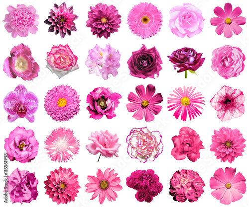 Collage of natural and surreal pink flowers 30 in 1: peony, dahlia, primula, aster, daisy, rose, gerbera, clove, chrysanthemum, cornflower, flax, pelargonium, marigold, tulip isolated on white