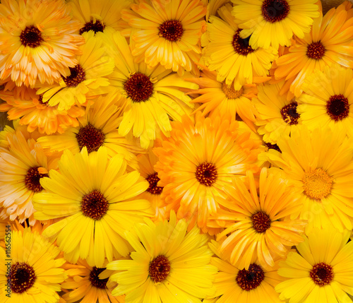 Bright Yellow Orange Flower Heads Pot Marigold Calendula Officin