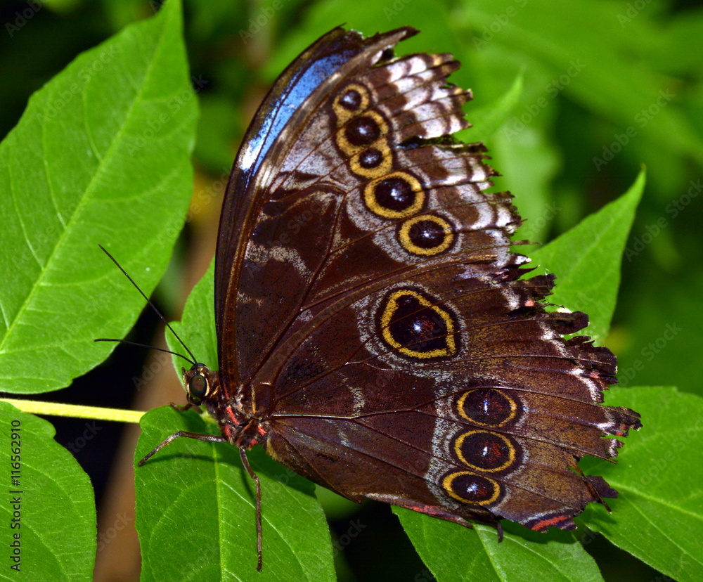 Obraz premium Exotischer Schmetterling