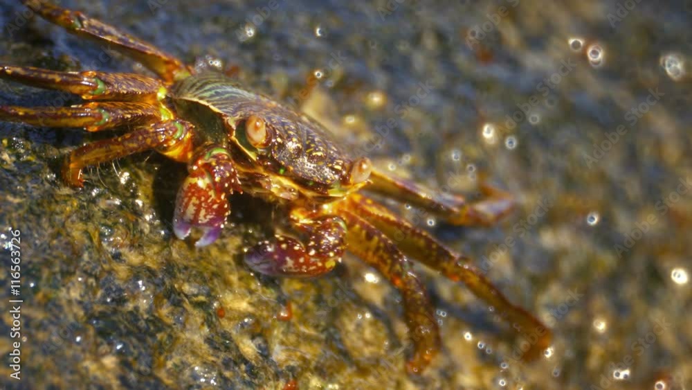 UltraHD video - Grapsus tenuicrustatus - rock crab close up UltraHD video - Grapsus tenuicrustatus - rock crab close up